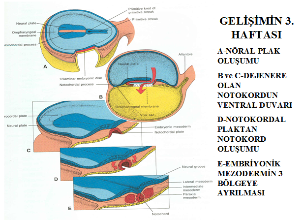 germ tabakasının oluşumu